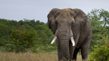 David Shepherd Wildlife Foundation