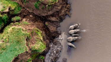 David Shepherd Wildlife Foundation