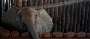 David Shepherd Wildlife Foundation