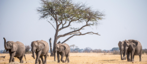 David Shepherd Wildlife Foundation
