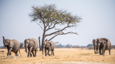 David Shepherd Wildlife Foundation