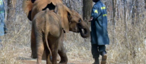 David Shepherd Wildlife Foundation