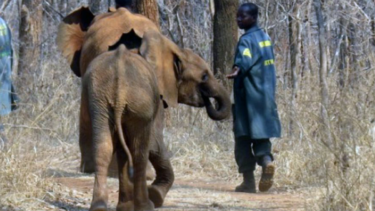 David Shepherd Wildlife Foundation