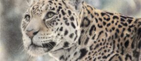 David Shepherd Wildlife Foundation