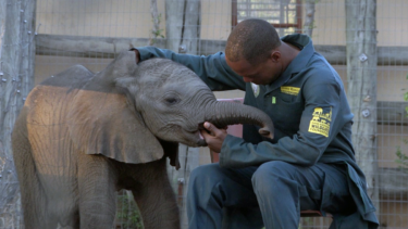 David Shepherd Wildlife Foundation