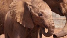 David Shepherd Wildlife Foundation