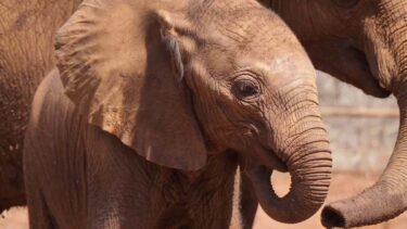 David Shepherd Wildlife Foundation