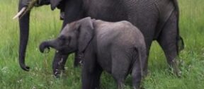 David Shepherd Wildlife Foundation