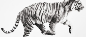 David Shepherd Wildlife Foundation