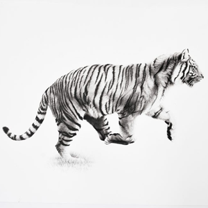 David Shepherd Wildlife Foundation