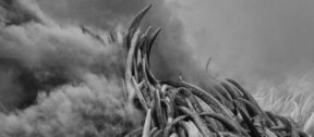 David Shepherd Wildlife Foundation