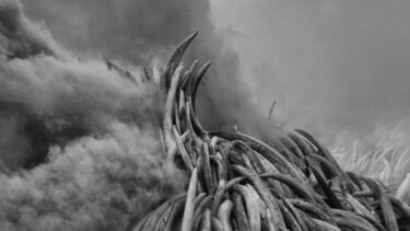 David Shepherd Wildlife Foundation