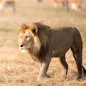 David Shepherd Wildlife Foundation