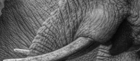 David Shepherd Wildlife Foundation