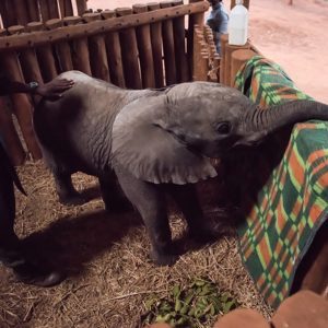 David Shepherd Wildlife Foundation