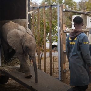 David Shepherd Wildlife Foundation