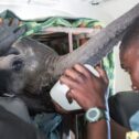 David Shepherd Wildlife Foundation