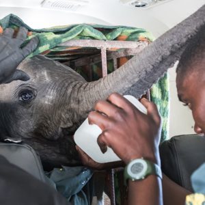 David Shepherd Wildlife Foundation