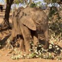 David Shepherd Wildlife Foundation