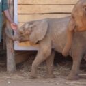 David Shepherd Wildlife Foundation