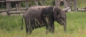 David Shepherd Wildlife Foundation