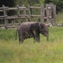 David Shepherd Wildlife Foundation
