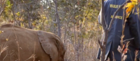 David Shepherd Wildlife Foundation
