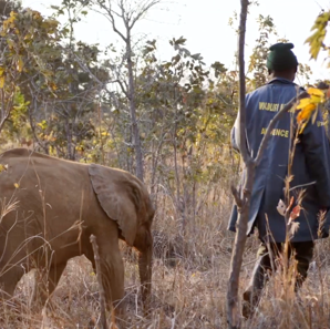 David Shepherd Wildlife Foundation