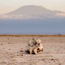 David Shepherd Wildlife Foundation