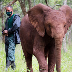 David Shepherd Wildlife Foundation