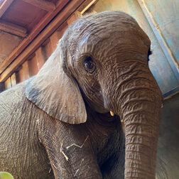 David Shepherd Wildlife Foundation