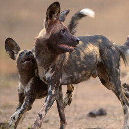 David Shepherd Wildlife Foundation