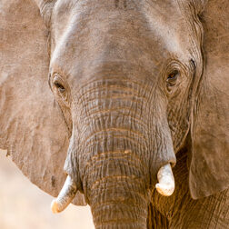 David Shepherd Wildlife Foundation