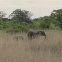David Shepherd Wildlife Foundation