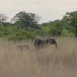 David Shepherd Wildlife Foundation