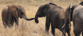 David Shepherd Wildlife Foundation