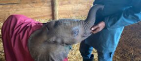 David Shepherd Wildlife Foundation