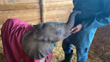 David Shepherd Wildlife Foundation