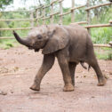 David Shepherd Wildlife Foundation
