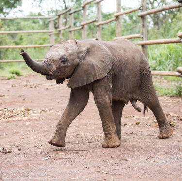 David Shepherd Wildlife Foundation