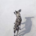 David Shepherd Wildlife Foundation