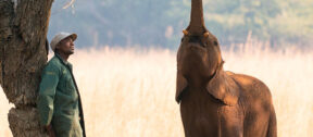 David Shepherd Wildlife Foundation
