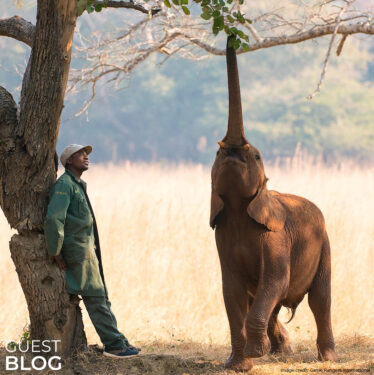 David Shepherd Wildlife Foundation