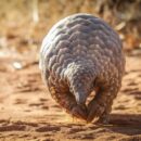 David Shepherd Wildlife Foundation