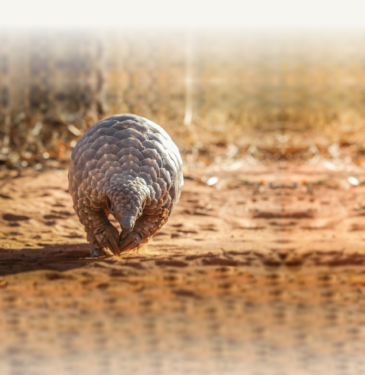 David Shepherd Wildlife Foundation