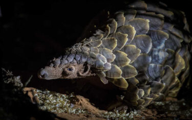David Shepherd Wildlife Foundation