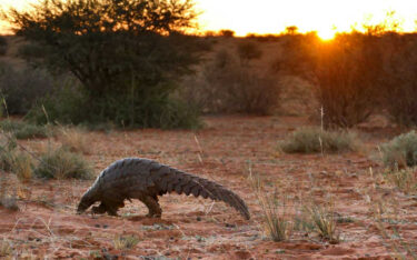 David Shepherd Wildlife Foundation