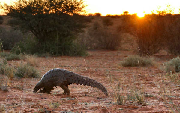 David Shepherd Wildlife Foundation