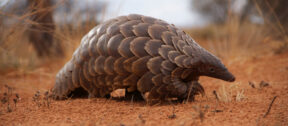 David Shepherd Wildlife Foundation