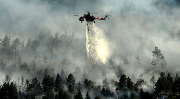 David Shepherd Wildlife Foundation